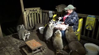 Oct 24Th - Tuesday - The Raccoons Come For An All Night Buffet + Jim Talks About Gizmo The Raccoon