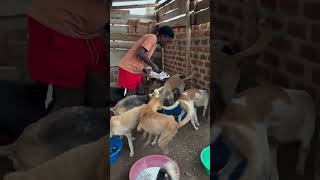 #helpustohelpthem #animalrescueindia #rescue #safeanimalshelter #savinglivestogether #pets #rescue