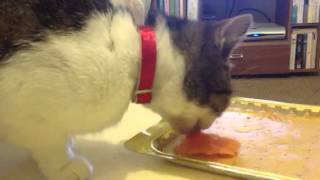 Cat eating salmon by chickybumble 3,555 views 10 years ago 4 minutes, 57 seconds