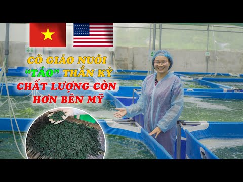 Video: Cách Trồng Tảo