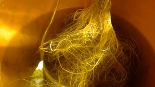 A Bud & A Bowl Show HD In The Grow House How To Home Grow Hydroponic Cannabis 101 Garden Over 94*F