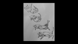 How To Draw A Cat Falling/Drawing A Cat