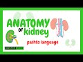 Kidney And Blood پښتورګي او په کې د وینې دوران Kidney And Blood پښتورګي او په کې د وینې دوران