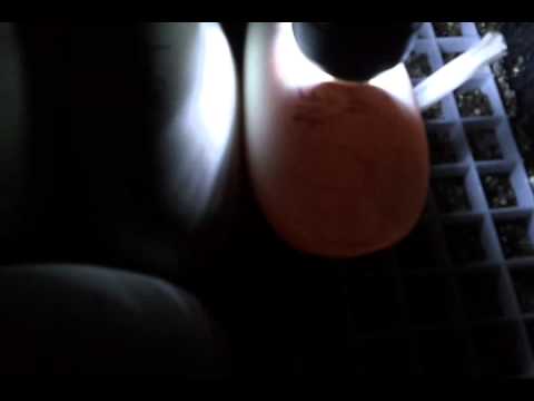eggs florentine Candling ball python eggs at day 39