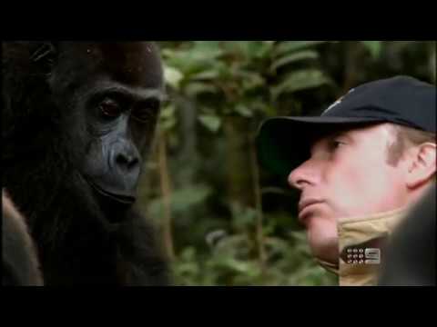 Human and Gorilla Reunite after 5 years