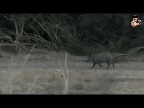 خنازير وادي الشلف الأم في المقدمة لمواجهة اي خطر