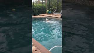 Ft Myers FL / Olaf playing pool fetch / xmas day 2023