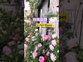 2026-Erin’s Rose Garden玫瑰盛開期 in spring #erin玫瑰花園 #バラ #rose #spring #shortsyoutube