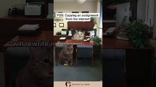 Cat Memes When You Copy Your Homework From The Internet...