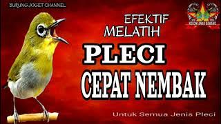 EFEKTIK Melatih Pleci Cepat NEMBAK Untuk Semua Jenis Pleci
