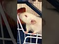 Хочется вкусненького. #rats #крысы