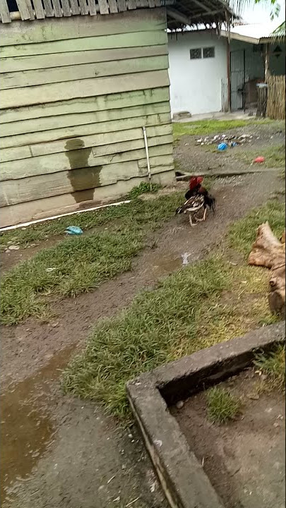 hanya dengan sekali hajar, langsung keok lawan nya!! ayam siam #shorts