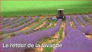 Le Retour De La Lavande