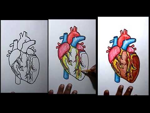 8 Anatomical Heart Drawings! - The Graphics Fairy