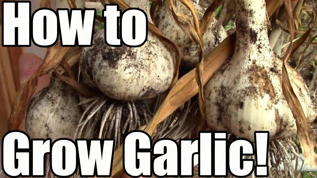 We grow well. Cloves how they grow. Greg the garlic Farmer.