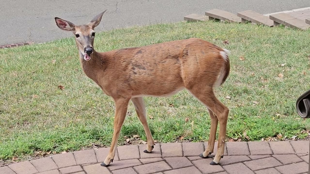 А я всё понять не могла что эти животные к моему дому 