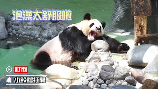 《熊貓早晚安》大熊貓在空調房裡泡澡能有多享受 | iPanda熊貓頻道