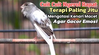 kenari gacor panjang Cuit Cuit EMOSI, Pancingan Kenari Paud Belajar Bunyi, terapi AMPUH Kenari MACET