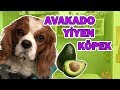 KÖPEKLER NE YER *AVOKADO YİYEN KÖPEK*