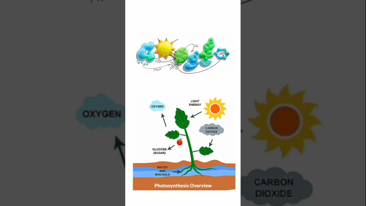 Today Google Doodle in Tamil | 