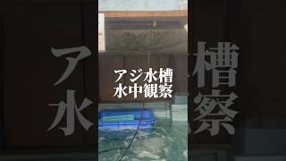 フィッシングマックスのアジ水槽を水中観察してみた #shorts