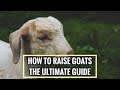 Goats 101 - Learn everything in 13 minutes