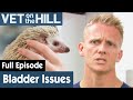 🦔 Cute Hedgehog Has Bladder Issues | FULL EPISODE | S03E03 | Vet On The Hill