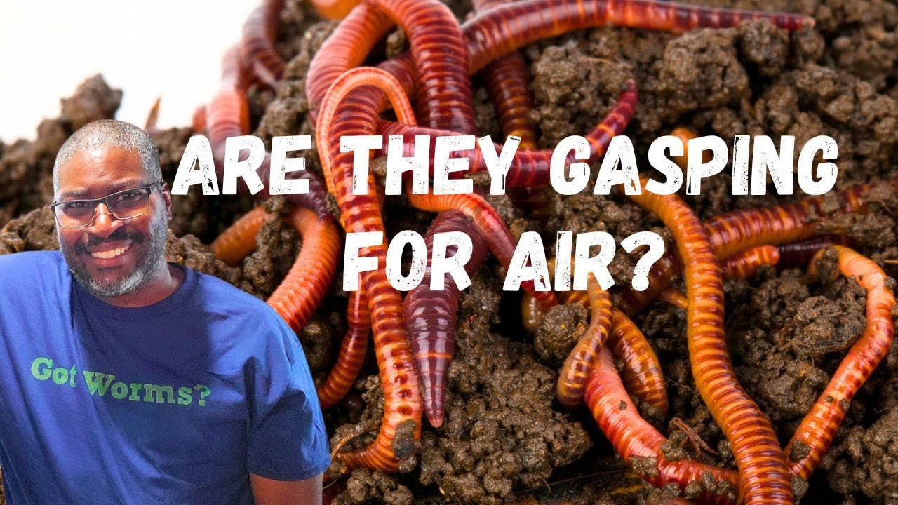 Do Worm Bins Need Air Holes YouTube