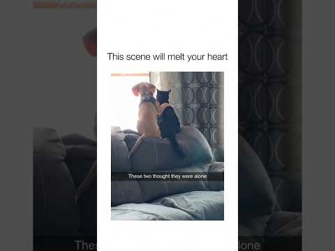 Dog being emotional with his best friend 🥰🐕 #funnydog #funnypet #cutedog #doglover #pets #shorts