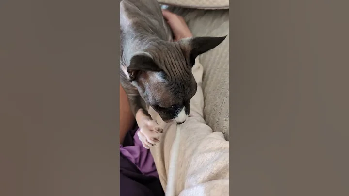 Watch the video about Despierta, mami! #cat #catvideos #sphynx #gatos #love #pets #catlover #animals #funny #morning