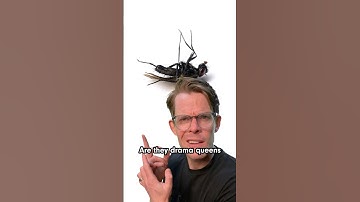 Why do bugs always die on their backs?