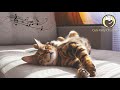Music to Calm Cats - Deep Sleep Music, Stress Relief,  Relaxing Harp Music