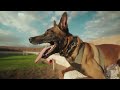 Mesa Police K9 Head to The 2026 Desert Dog Trials