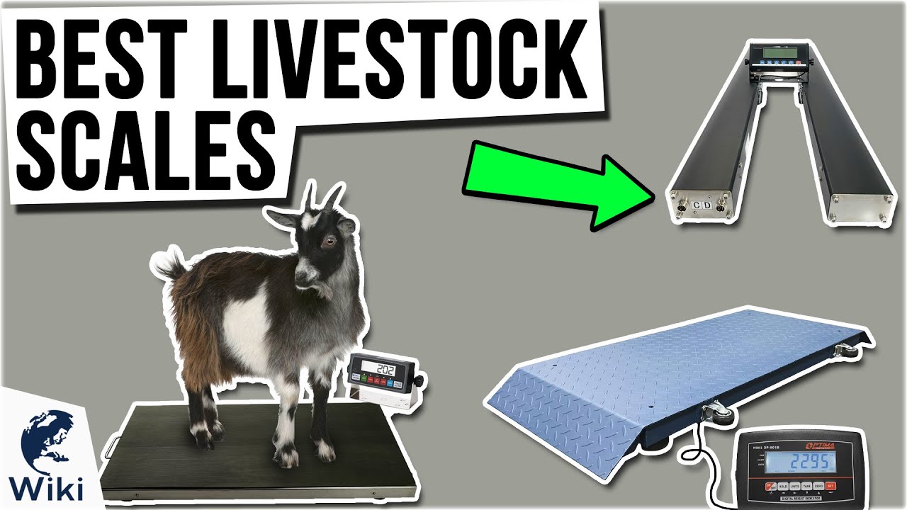 Livestock Scale Kit for Cattle Hogs Sheep Goats Pigs Squeeze