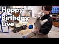 【LIVE】ジジトトお誕生日会ライブ配信2022！【5歳＆7歳おめでとう】