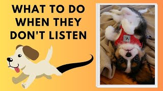 How to Train a Puppy When They are Distracted | Teaching a Puppy Eye Contact When The Won't Listen by Cavalier King Charles Spaniel Tips and Fun 202 views 10 months ago 5 minutes, 25 seconds