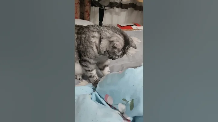 Video 1934031: little scottish fold, pet cat scottishfold love, cute pet cat scottishfold, cats scottishfold funny pets, cat scottishfold love play, scottishfold love play game, cat best pets