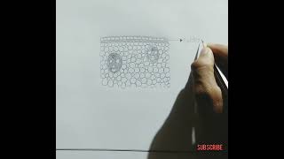 monocot stem // how to draw ts of monocot stem // t.s of monocot stem // t.s of monocot stem diagram