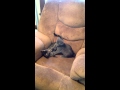 Two Kittens Play Fighting