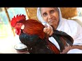 Deshi Country Chicken Cooking by our Grandmother and my Mother | Village Pure Deshi Country Chicken