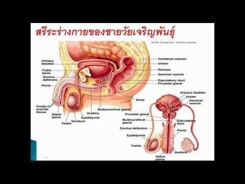 กายวิภาคศาสตร์ ๑ ระบบสืบพันธุ์ ตอน ๒ - Youtube