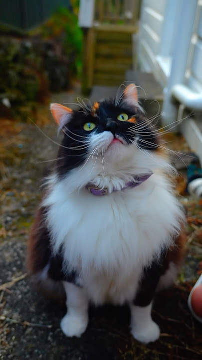 Pretty little baby ❤️ #cats