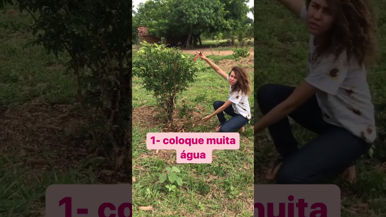 JABOTICABA - 3 SEGREDOS PARA CUIDA DA MINHA PLANTA