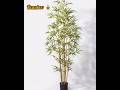 Fastest Growing Plant on Earth 🌍|Bamboo🎋This Plant Grows Faster Than You Think😱#science#viralshorts