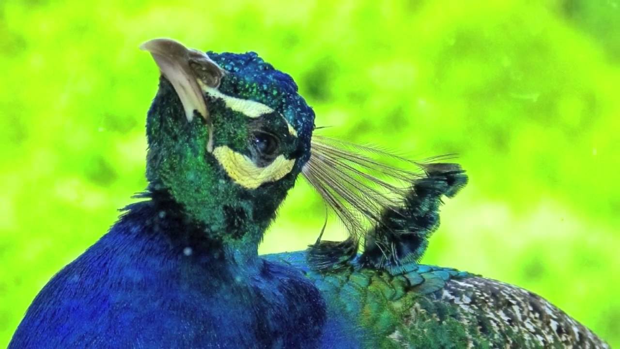 Le Paon Oiseaux Majestueux