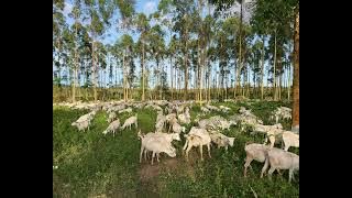 Bheki Dube (majazane)_ ngesababonqcamcheshe_Track 4