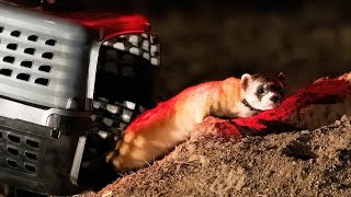 Flir And Wwf | Saving The Black-Footed Ferret