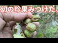 山へ秋の味覚探しに行ったら“幻の果物・サルナシ"を見つけてしまった。【山の果実】