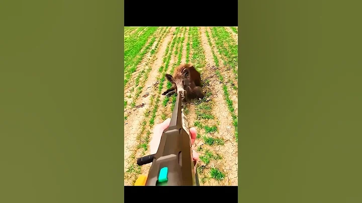 охота на кабана, но я оставлю это#cinghiale#hunting#chasse#sanglier#chase#challenge