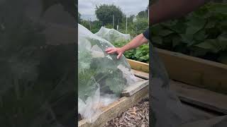 Insect Netting to Prevent Pests in a Vegetable Garden